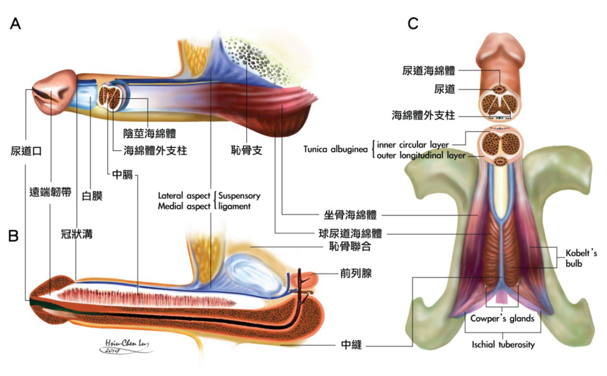 人類陰莖三度空間結構繪圖